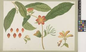 Image result for Vismianthus punctatus