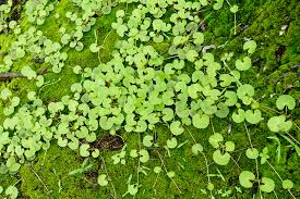 Image result for Hydrocotyle sibthorpioides
