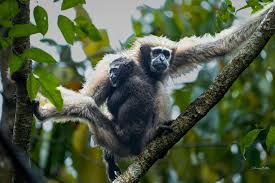 endangered ape species ...