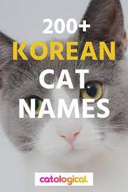 200 Amazing Korean Cat Names With Their Meanings For Male And Female Kitties Girl Cat Names Cat Names Funny Cat Names