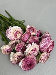 Image result for Ranunculus stagnalis