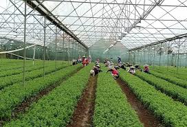 Ibu kota provinsi ntb ini harusnya mulai… Kantongi Us 22 Ribu Kementan Yakini Ekspor Benih Tanaman Hias Tetap Langgeng Keuanganonline Id