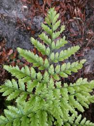 Image result for Rumohra adiantiformis