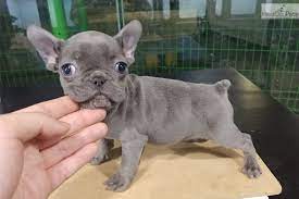 French bulldogs are the most adorable, loving dogs you can find. Andrew French Bulldog Puppy For Sale Near North Jersey New Jersey 608a0383 61d1