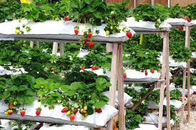 The long awaited chance to visit strawberry farm is finally here. Strawberry Farm Ih Cameron Highlands Malaysia Stock Photo Picture And Royalty Free Image Image 26430754