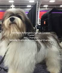 He is completely housebroken, on a great schedule and is very affectionate and smart. Coraz On Havanese Havanese Puppy Book Lots Of Information