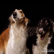 To the borzoi encyclopedia (tbe), a compilation of borzoi history and data which we hope will educate borzoi lovers, breeders and researchers. Korroliov Borzois Home Facebook