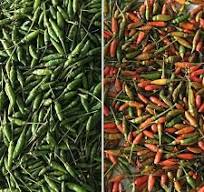 Red Pepper Color Sorter Machine Manufacturer