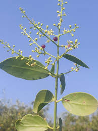 Image result for Salvadoraceae