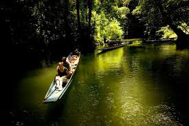 Image result for national park pahang