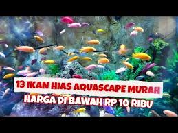 Jenis louhan yang satu ini sepertinya masih cukup asing di kalangan masyarakat indonesia. 13 Jenis Ikan Hias Khusus Aquascape Dan Harganya Youtube