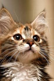 Pin On Cats