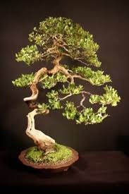 In short, the definition of bonsai can be explained as The Japanese Words Yamadori Bonsai Mean Collected Plants From The Mountains These Bonsai Of Many Species Bonsai Tree Types Bonsai Tree Bonsai Trees For Sale