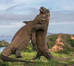 Wholesome Dragons Hugging Reptiles Komodo Dragon Prehistoric Animals Komodo National Park