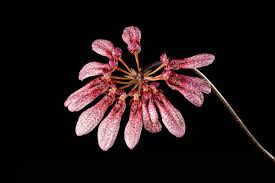 Image result for Bulbophyllum longiflorum