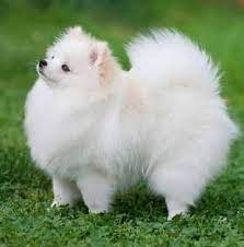I will show you the milestone of my white teacup pomeranian name whopper from puppyhood into beautiful adult pomeranian i really hope you enjoyed this video. Pomeranian Kerala Home Facebook