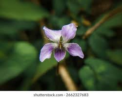 Image result for Violaceae