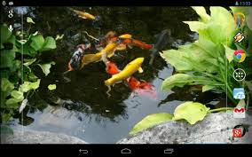 Enjoy our curated selection of 9327 cat wallpapers and backgrounds. Magic Touch Realistic Koi Live Wallpaper For Android Apk Download