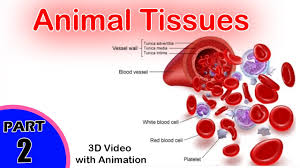 Maybe you would like to learn more about one of these? Animal Tissues Animal Tissues Class 11 Cbse 1 Biology Class Xi Biology Youtube