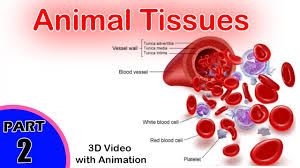 Check spelling or type a new query. Animal Tissues Animal Tissues Class 11 Cbse 1 Biology Class Xi Biology Youtube