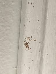 25 Tiny Bugs In House Near Windows You Need To Look Out For