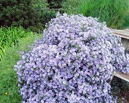 Ordering flowers online is easy with our website and our flower shop prides itself in creating gorgeous floral arrangements using only the freshest flowers sourced from the best flower growers in the world. The Benefits Of Growing Native Texas Plants In Your Garden