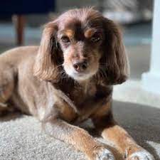 Maybe you would like to learn more about one of these? Best Animal Hospitals Near Me July 2021 Find Nearby Animal Hospitals Reviews Yelp