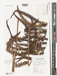 Image result for Cyclosorus striatus