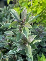 Image result for Solandra maxima