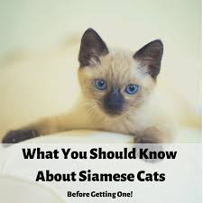 Siamese Cats: What You Should Know