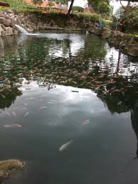 Kolam Pancing Berisi Ikan Nila Foto Bhakti Alam Pasuruan Tripadvisor