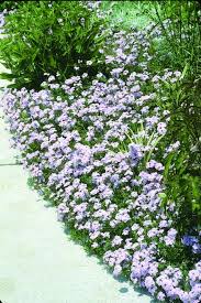 Image result for Verbena × teasii