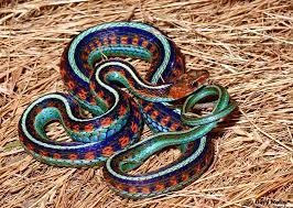 California Red Sided Garter Snake R Pics Endangered Snakes Snake Animals