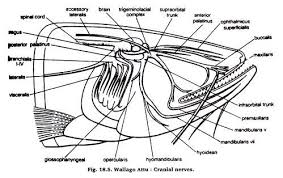 Check spelling or type a new query. Dissection Of Wallage Attu With Diagram