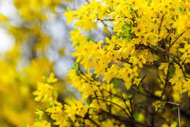 A leaf identification key and tree color code chart are on the back of this letter. 10 Yellow Flowering Trees And Shrubs Garden Tabs