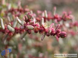 Image result for Suaeda vermiculata