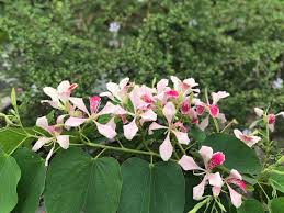 Image result for Bauhinia monandra