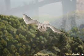 Muzeul parcului natural porțile de fier, are secțiuni dedicate, insulei adakale, parcului natural porțile de fier cu ariile și speciile protejate. Drobeta Turnu Severin Muzeul Regiunii PorÈ›ile De Fier Un Muzeu Al Olteniei DunÄƒrene Webphoto Ro