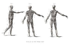Wallpaper Illustration Cartoon Science Skeleton Muscle Arm Sketch Human Body Costume Design Figure Drawing 2100x1350 Px 2100x1350 Wallpaperup 535128 Hd Wallpapers Wallhere Arm muscles tend to look very inorganic when they're symmetrical. wallpaper illustration cartoon