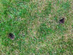 Armadillos create extensive underground burrows that seriously damage yards and building foundations. Holes All Over Lawn Are These From Squirrels Landscaping