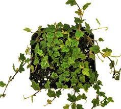 Pin By Gracie Lavigne On Backyards Gardens Patios Pools Porches Fairy Garden Plants Creeping Fig Terrarium Plants For Sale