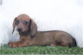 We offer all colors, all patterns, smooth coats, long coats, wirehairs, and english creams. Mini Dachshund Puppies For Sale From Reputable Dog Breeders