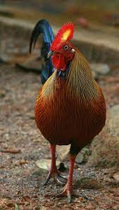 pin by lay raykung on chicken mini fancy chickens chickens and roosters chickens backyard