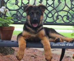 Pin On German Shepherd
