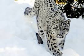 Can We Save The Snow Leopard From Climate Change Csmonitor Com Requires optional rosetta installation at time of snow leopard installation; the snow leopard from climate change