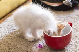 Lakukan perlahan dengan memberikannya dari samping mulut kucing. Jangan Sembarangan Memberi Susu Pada Kucing Bisa Bahaya Dan Sebabkan Masalah Kesehatan Semua Halaman Kids