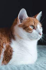 Beautiful Orange And White Cat Orange And White Cat Cute Dogs And Puppies Gorgeous Cats
