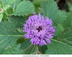 Image result for Centratherum