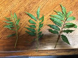 Pecans Posts Lowndes Echols Ag News