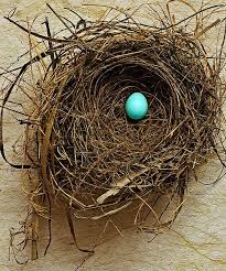 Birds That Lay Blue Eggs On The Ground Fragile Bird Nest Bird Eggs Robins Egg